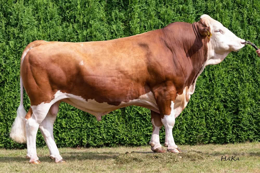 Fleckvieh Dairy Cow