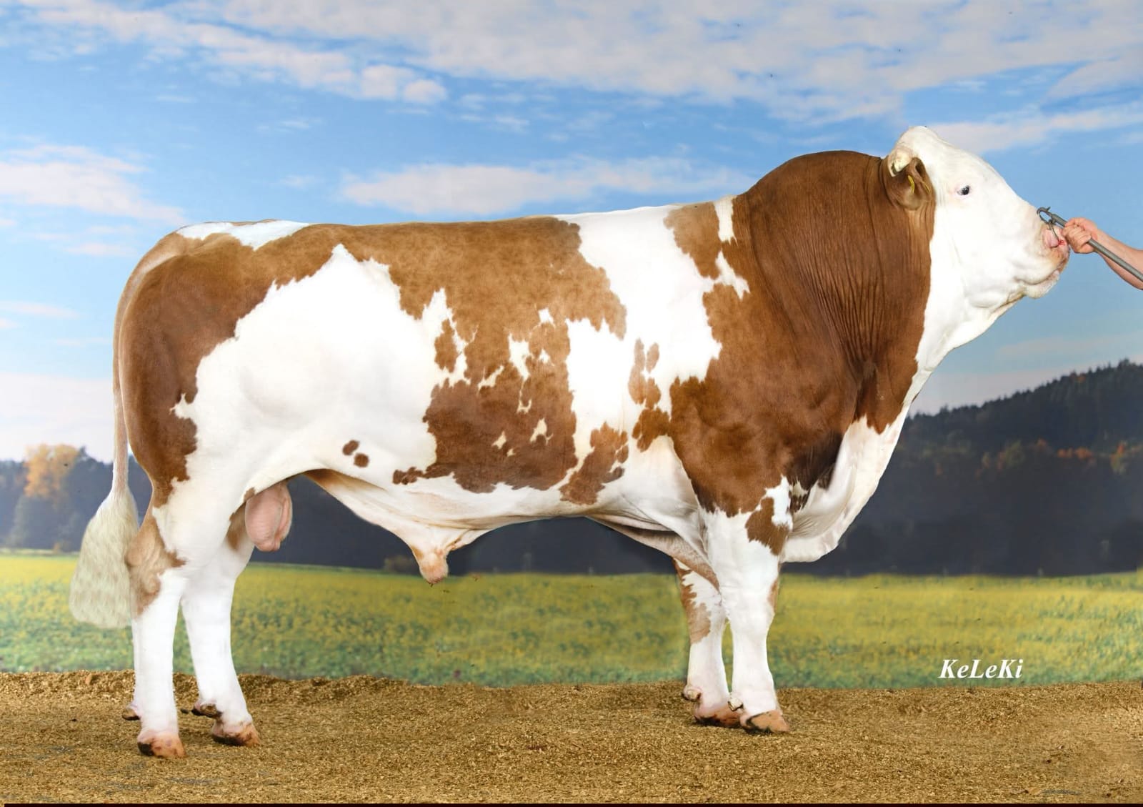 Founder - Ndama Breeders East Africa